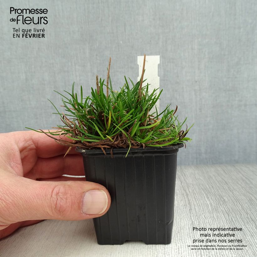 Amostra de Armeria maritima Düsseldorfer Stolz Vaso de 8/9 cm tal como entregue no inverno