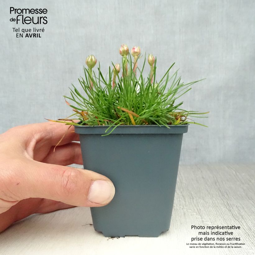 Amostra de Armeria maritima Düsseldorfer Stolz Vaso de 8/9 cm tal como entregue na primavera