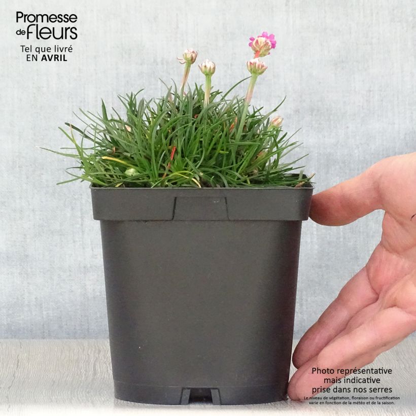 Amostra de Armeria maritima Düsseldorfer Stolz Vaso de 2 L/3 L tal como entregue na primavera