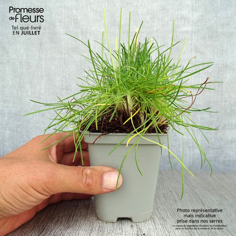 Amostra de Armeria maritima Splendens Vaso de 8/9 cm tal como entregue no verão