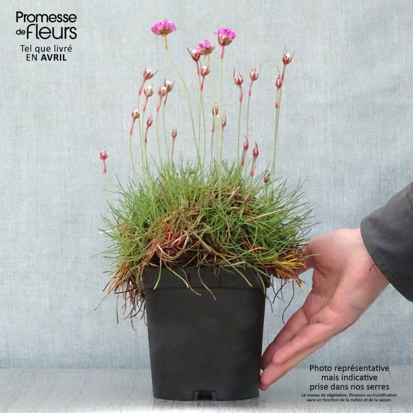 Amostra de Armeria maritima Splendens Vaso de 2 L/3 L tal como entregue na primavera