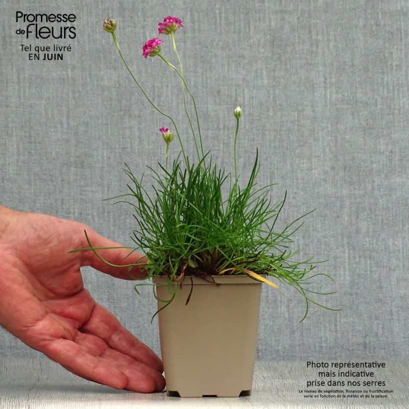 Amostra de Armeria maritima Vesuvius Vaso de 8/9 cm tal como entregue no verão