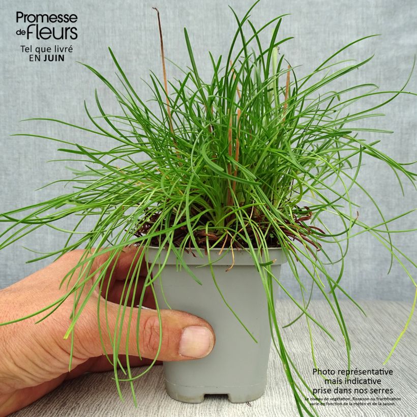 Amostra de Armeria maritima Alba Vaso de 8/9 cm tal como entregue no verão