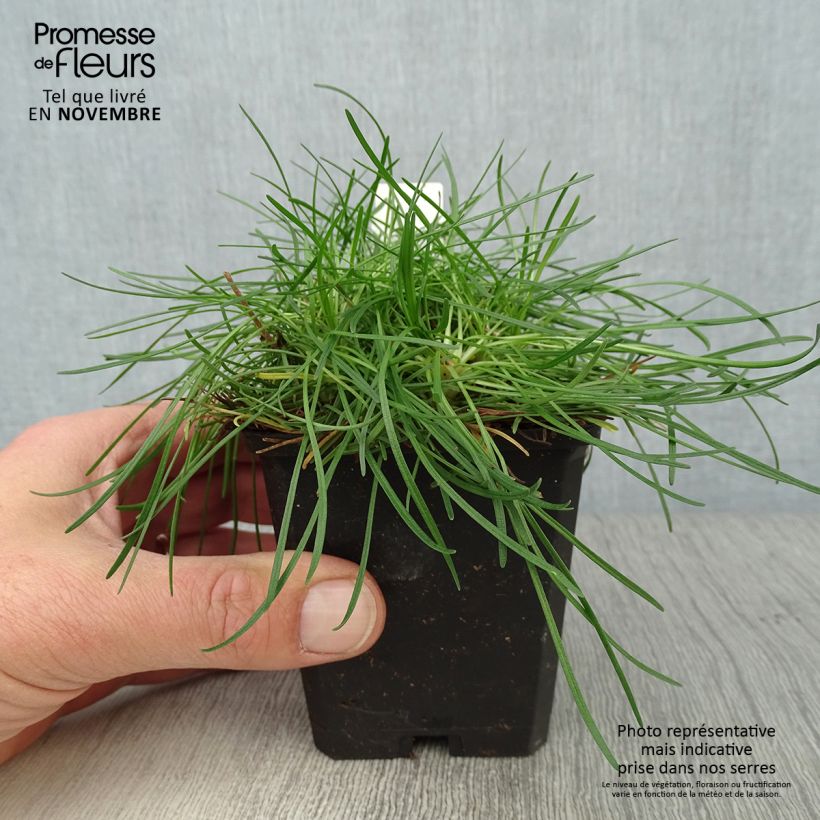 Amostra de Armeria maritima Rosea Vaso de 8/9 cm tal como entregue no outono