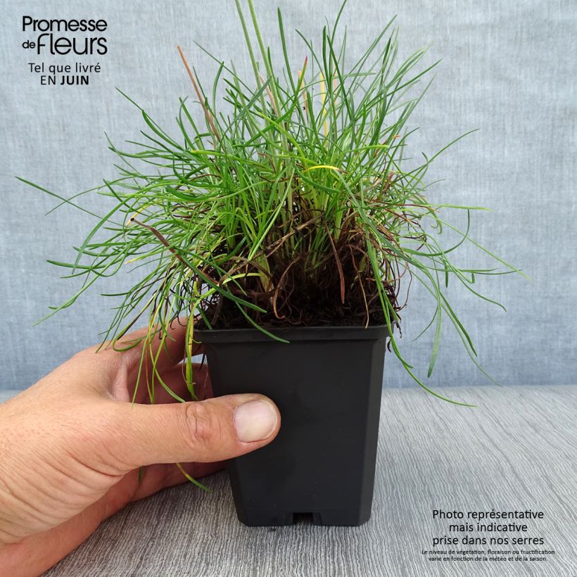 Amostra de Armeria maritima Rosea Vaso de 8/9 cm tal como entregue no verão