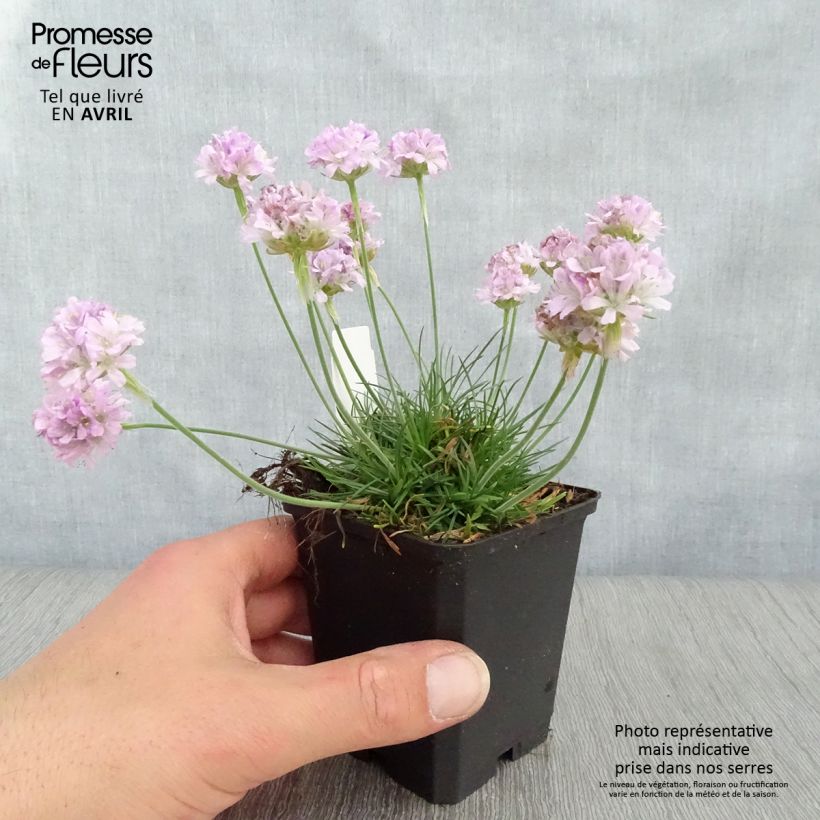 Amostra de Armeria maritima Rosea Vaso de 8/9 cm tal como entregue na primavera