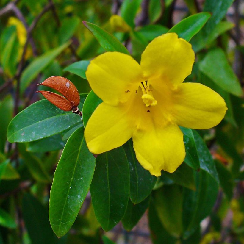 Gelsemium sempervirens (Floração)