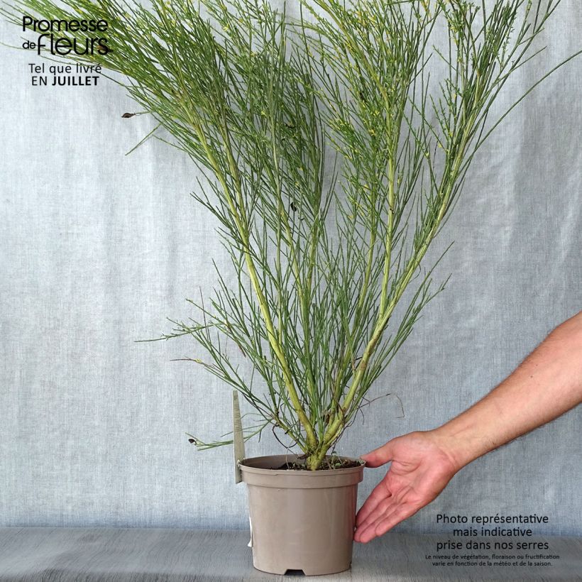 Amostra de Cytisus scoparius Golden Sunlight Vaso de 2 L/3 L tal como entregue no verão