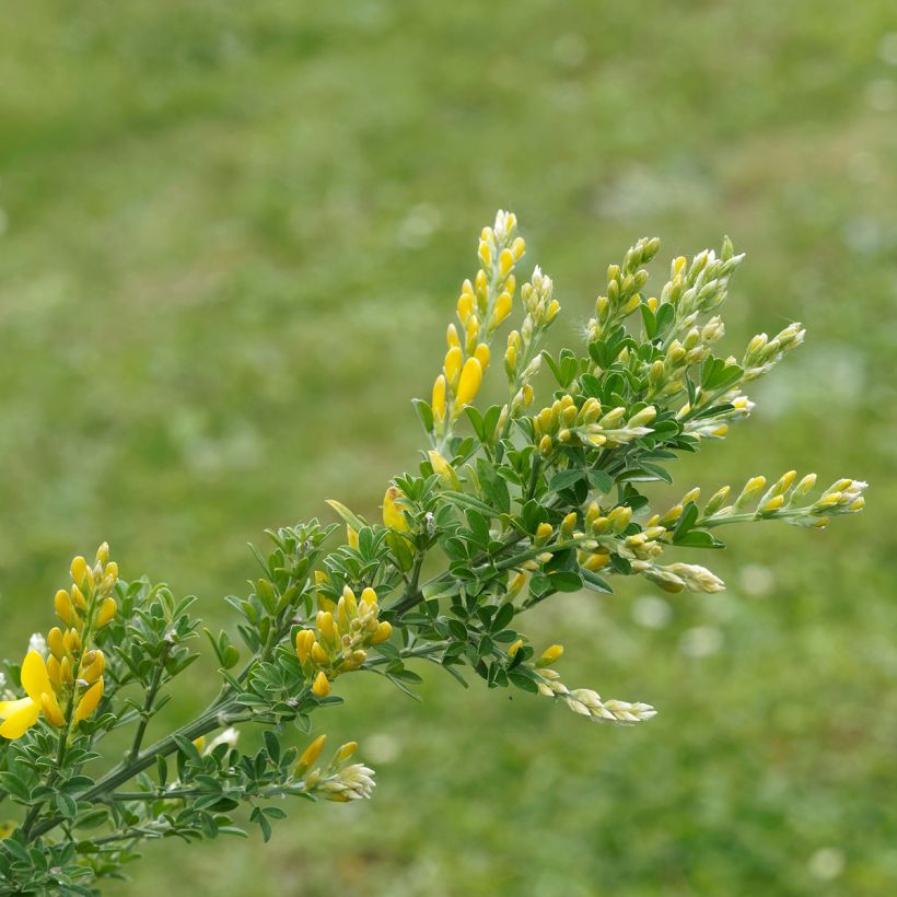 Cytisus scoparius Golden Sunlight (Folhagem)