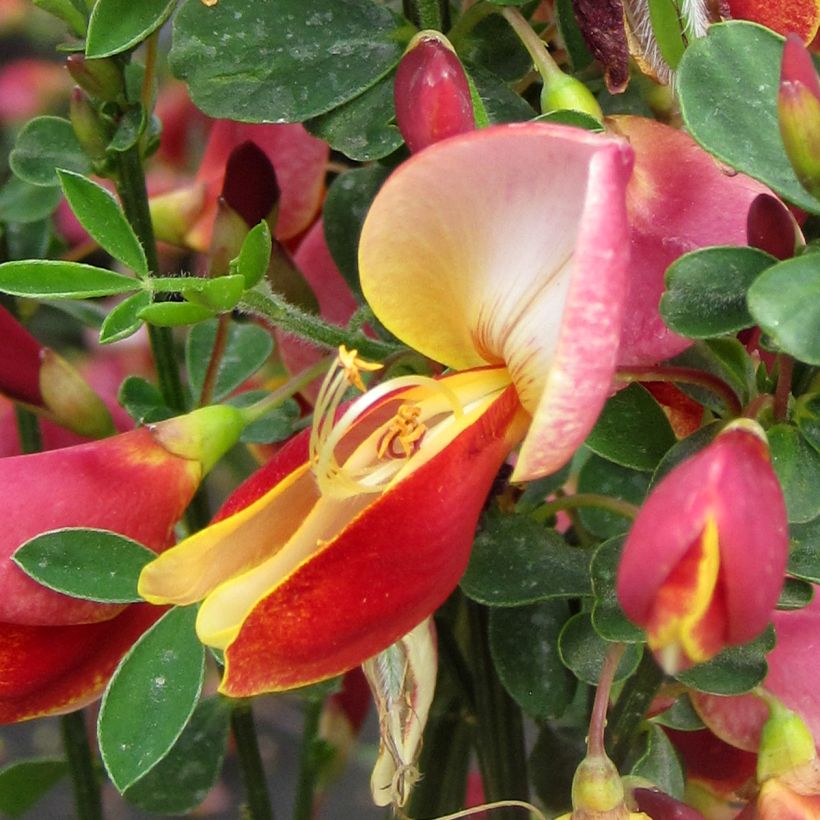 Cytisus Maria Burkwood (Floração)