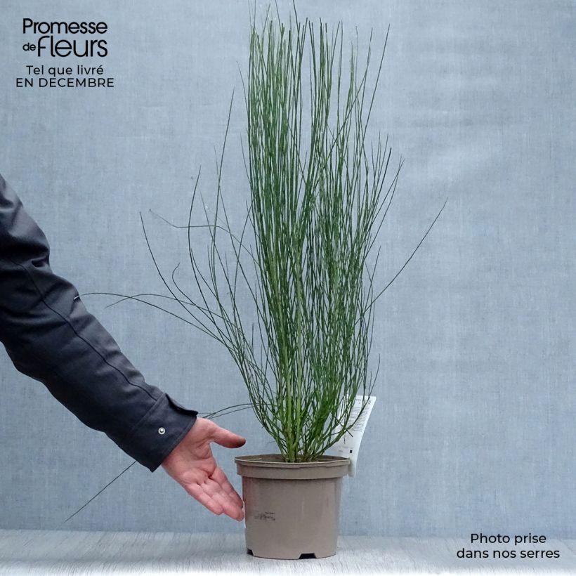Amostra de Cytisus procumbens Zeelandia Vaso de 1,5 L/2 L tal como entregue no inverno