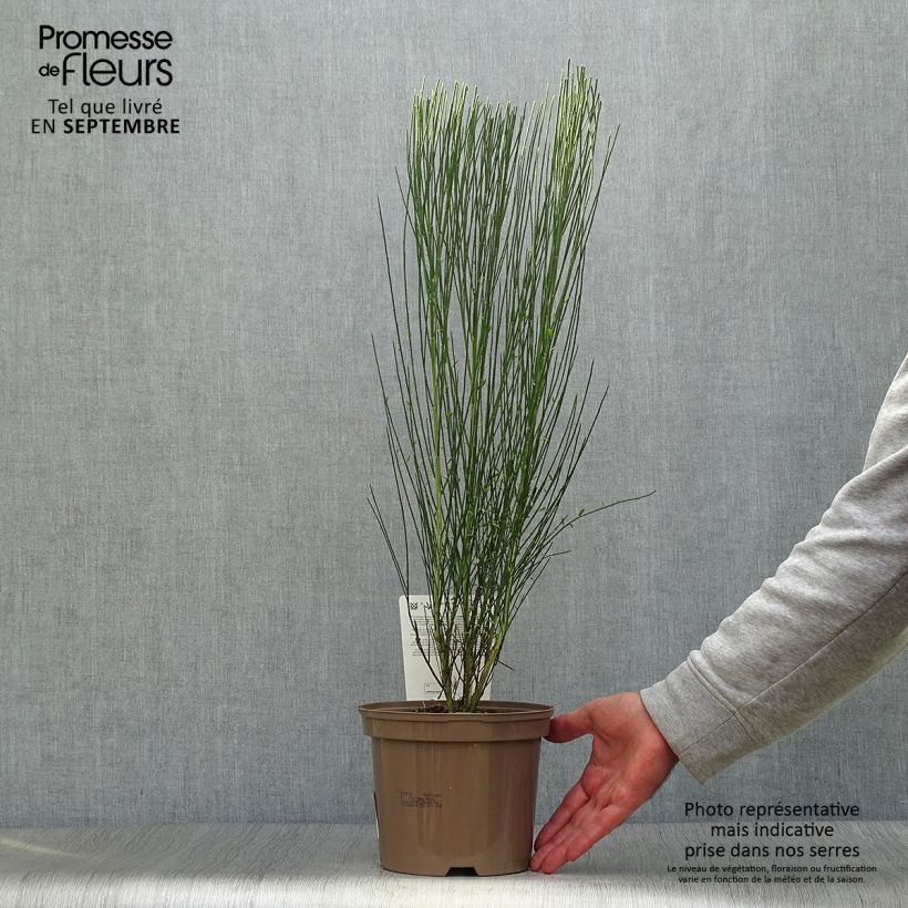 Amostra de Cytisus procumbens Zeelandia Vaso de 1,5 L/2 L tal como entregue no outono