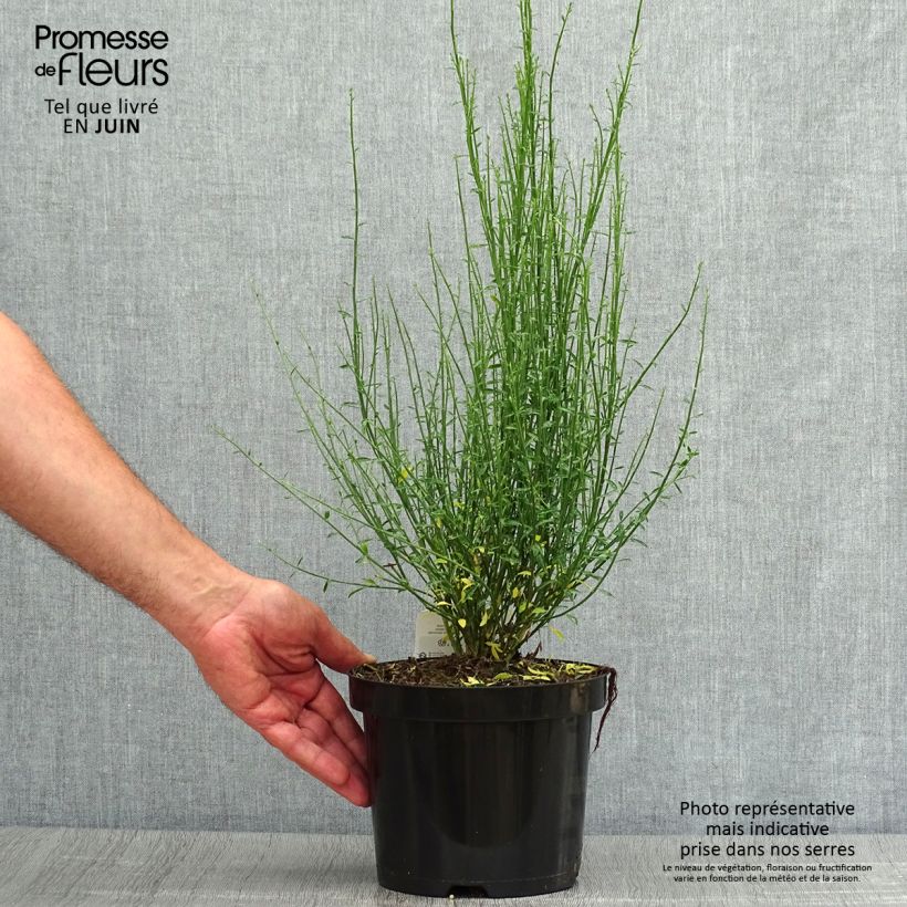 Amostra de Cytisus procumbens Zeelandia Vaso de 1,5 L/2 L tal como entregue no verão