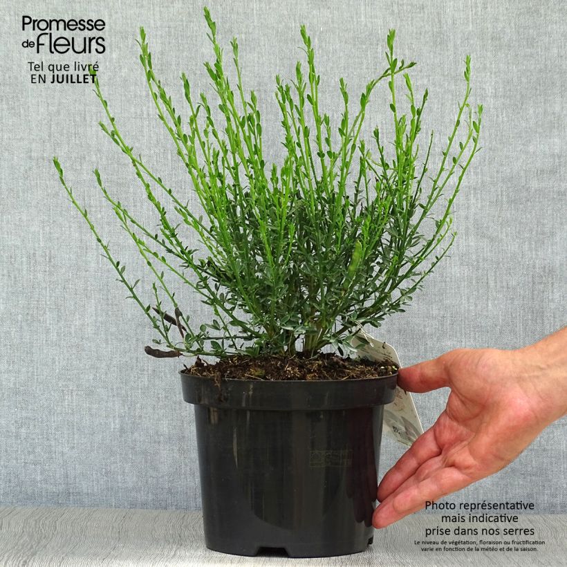 Amostra de Cytisus scoparius Palette Vaso de 2 L/3 L tal como entregue no verão
