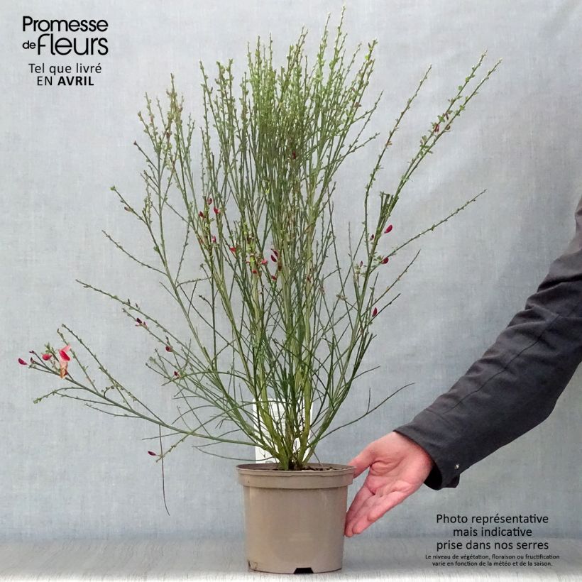 Amostra de Cytisus scoparius Palette Vaso de 2 L/3 L tal como entregue na primavera