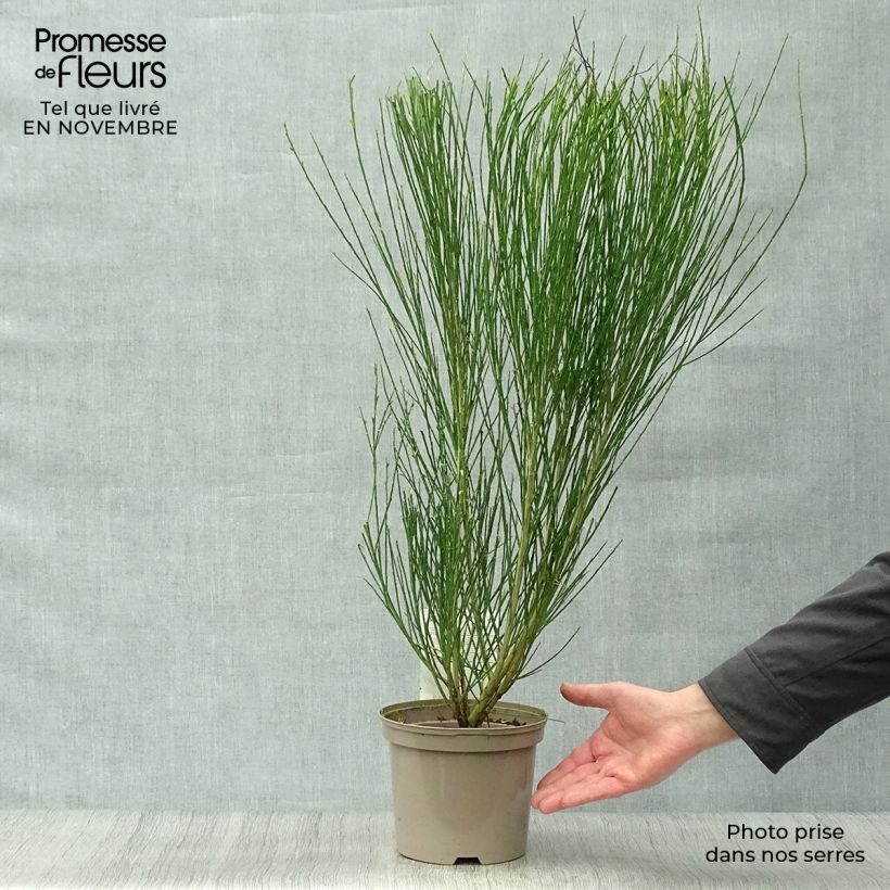Amostra de Cytisus scoparius Boskoop Ruby Vaso de 3 L/4 L tal como entregue no outono