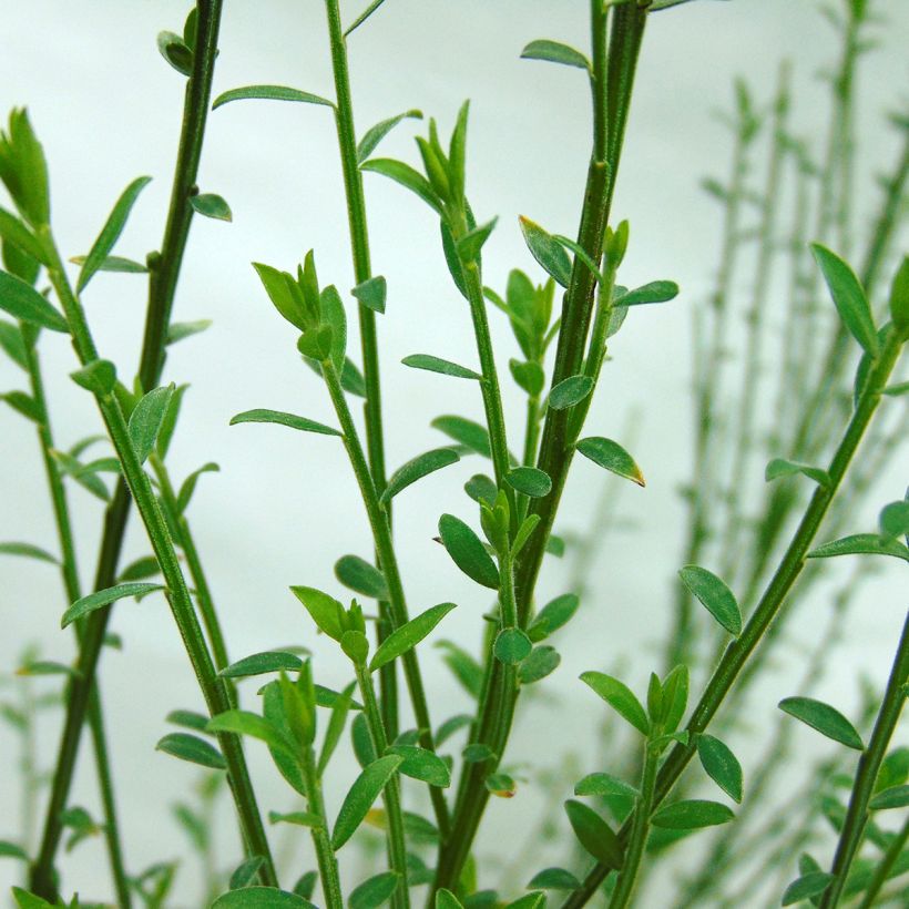 Cytisus scoparius Andreanus (Folhagem)