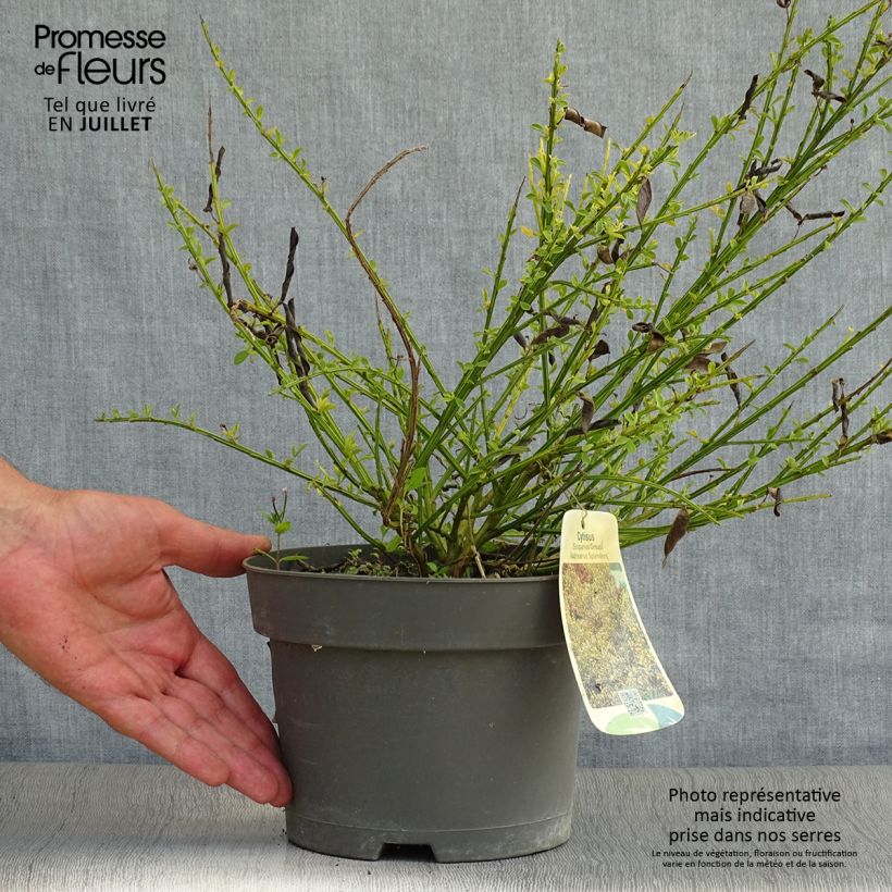Amostra de Cytisus scoparius Andreanus Vaso de 2 L/3 L tal como entregue no verão