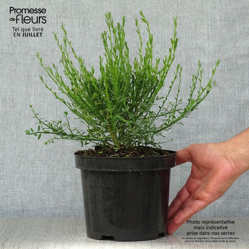 Amostra de Cytisus scoparius Burkwoodii Vaso de 2 L/3 L tal como entregue no verão