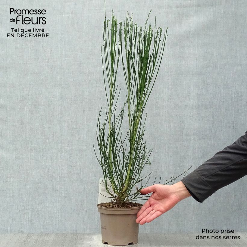 Amostra de Genêt à balais - Cytisus scoparius Goldfinch Vaso de 2 L/3 L tal como entregue no inverno