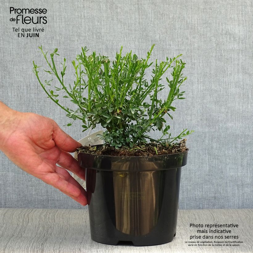 Amostra de Cytisus scoparius Goldfinch Vaso de 2 L/3 L tal como entregue no verão