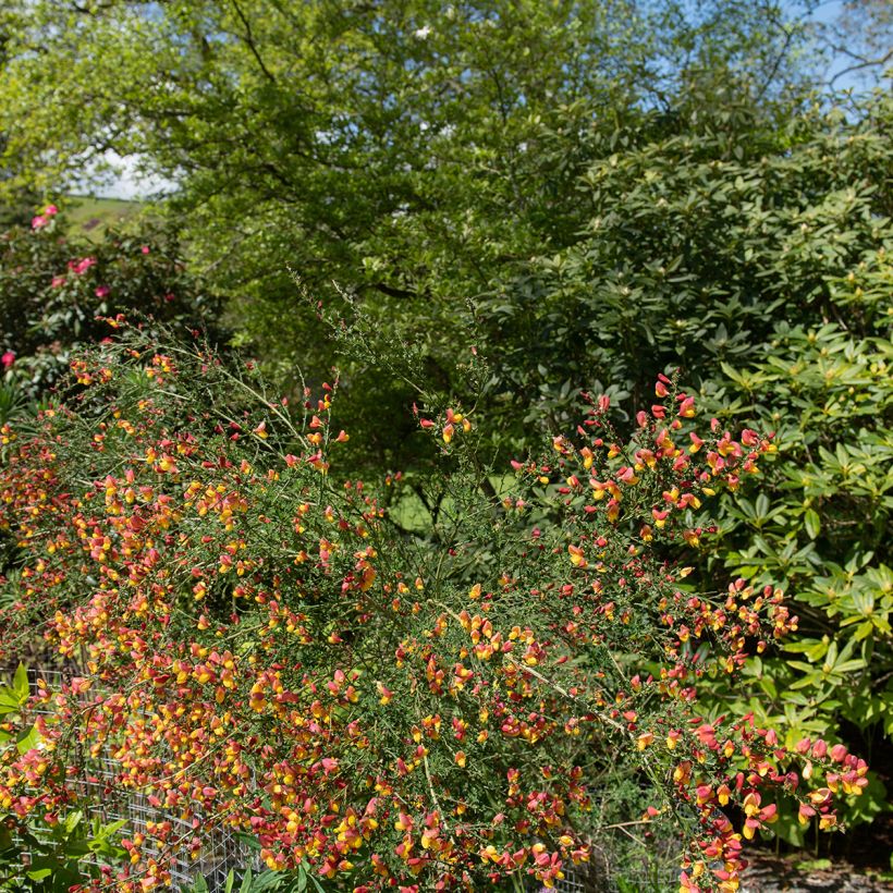 Cytisus scoparius La Coquette (Hábito)