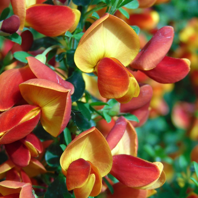 Cytisus scoparius Lena (Floração)