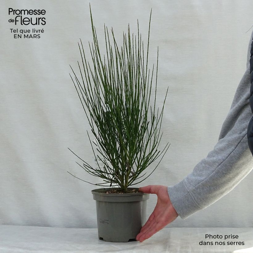 Amostra de Cytisus scoparius Lena Vaso de 2 L/3 L tal como entregue na primavera