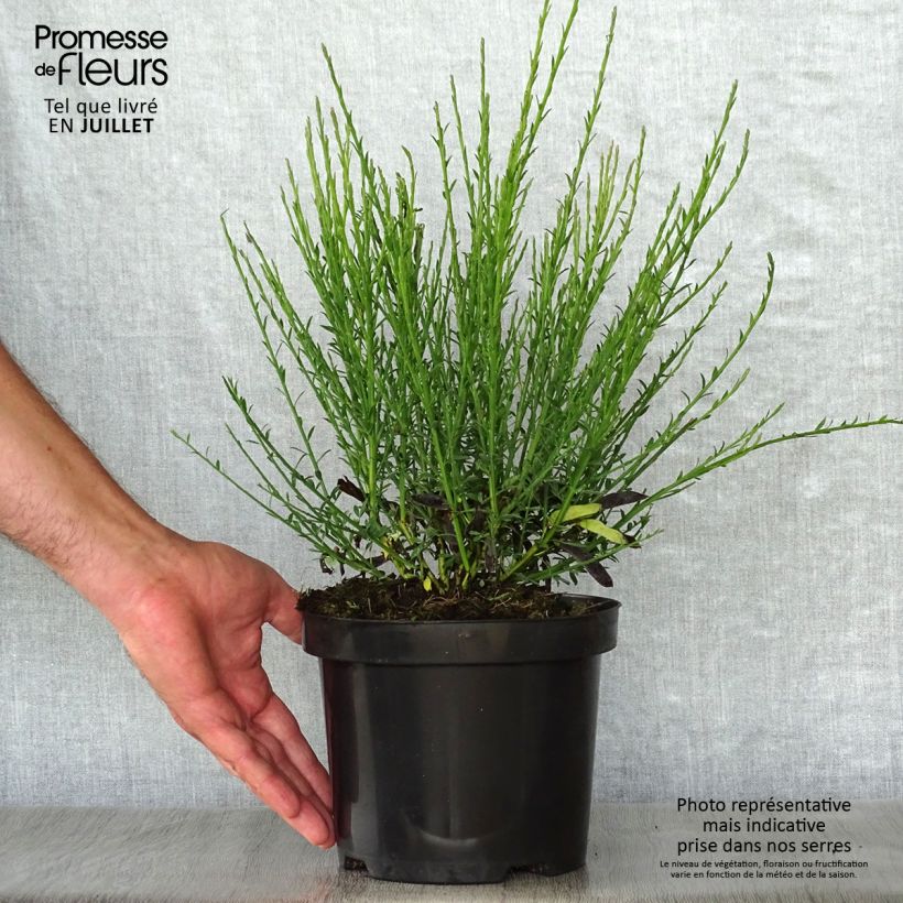 Amostra de Cytisus scoparius Lena Vaso de 2 L/3 L tal como entregue no verão