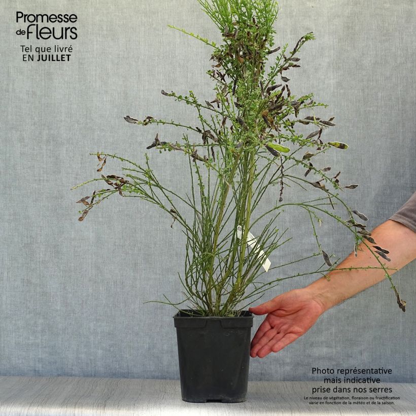 Amostra de Cytisus scoparius Luna Vaso de 2 L/3 L tal como entregue no verão