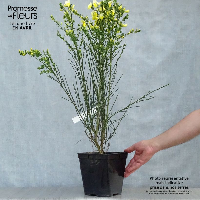 Amostra de Cytisus scoparius Luna Vaso de 2 L/3 L tal como entregue na primavera