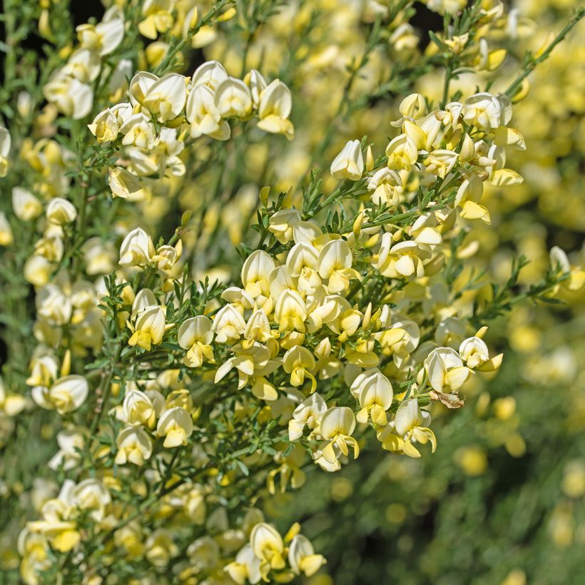 Cytisus scoparius Luna (Floração)