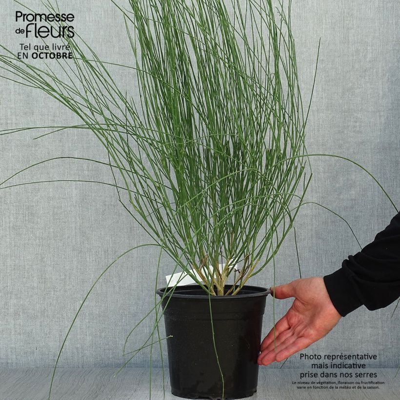 Amostra de Cytisus scoparius Moyclare Pink Vaso de 4 L/5 L tal como entregue no outono