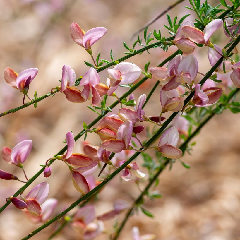 Cytisus scoparius Moyclare Pink (Floração)