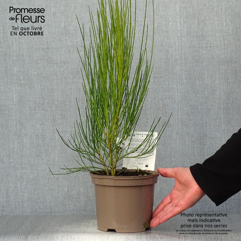 Amostra de Cytisus scoparius Roter Favorit Vaso de 2 L/3 L tal como entregue no outono