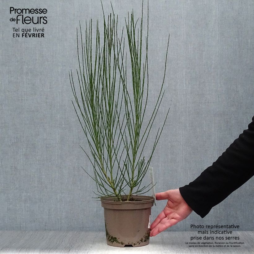 Amostra de Genêt à balais - Cytisus scoparius Roter Favorit Vaso de 2 L/3 L tal como entregue no inverno