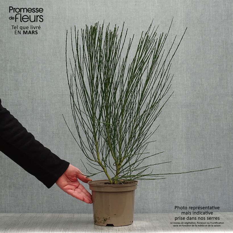 Amostra de Cytisus scoparius Roter Favorit Vaso de 2 L/3 L tal como entregue na primavera