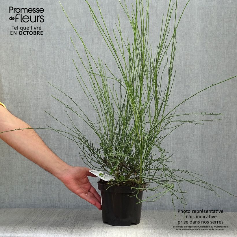 Amostra de Cytisus scoparius Vanesse Vaso de 2 L/3 L tal como entregue no outono