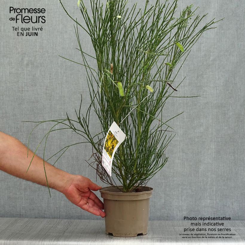 Amostra de Cytisus scoparius Vanesse Vaso de 2 L/3 L tal como entregue no verão