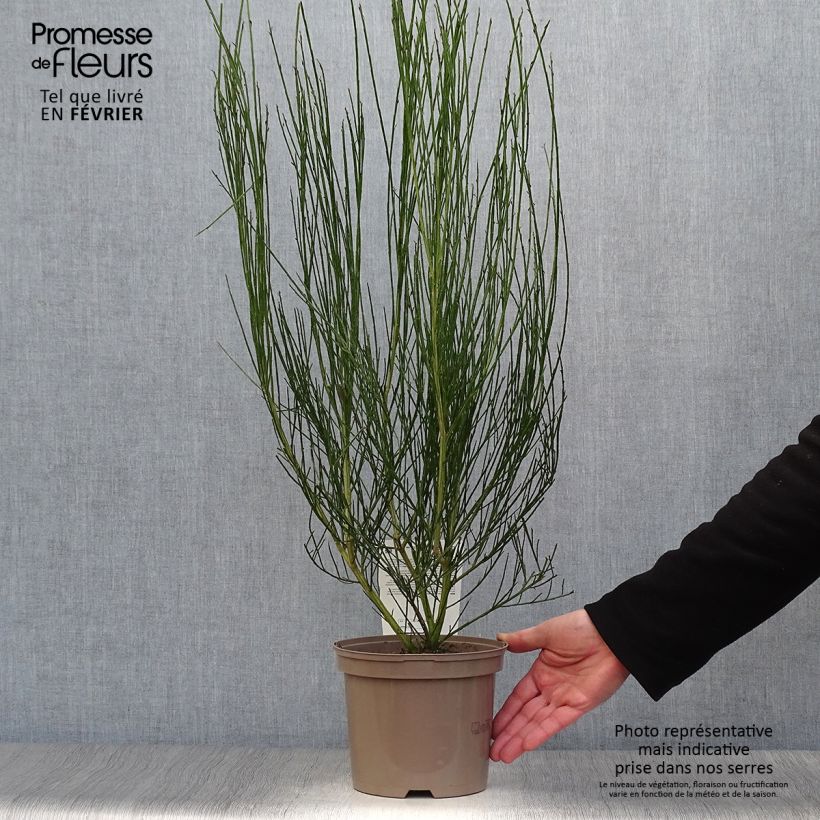 Amostra de Cytisus scoparius Vanesse Vaso de 2 L/3 L tal como entregue no inverno