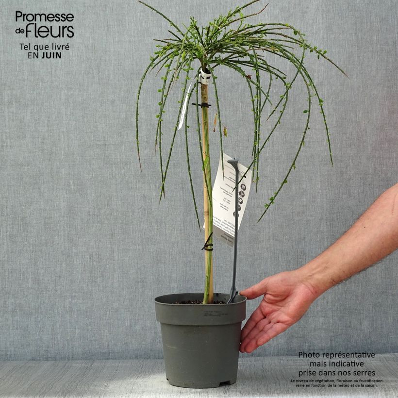 Amostra de Cytisus scoparius Golden Tears Vaso de 4 L/5 L, Haste tal como entregue na primavera