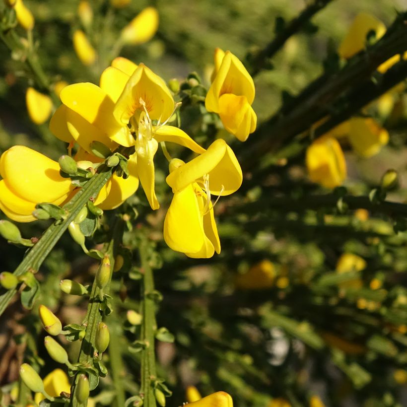 Cytisus scoparius Golden Tears (Floração)