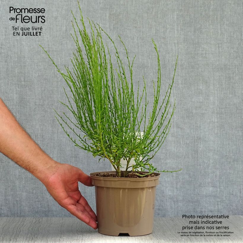 Amostra de Cytisus scoparius Roter Favorit Vaso de 2 L/3 L tal como entregue no verão