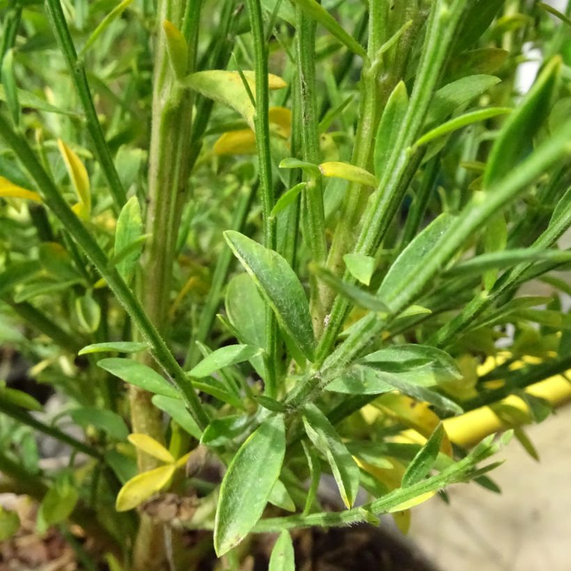 Cytisus scoparius Roter Favorit (Folhagem)