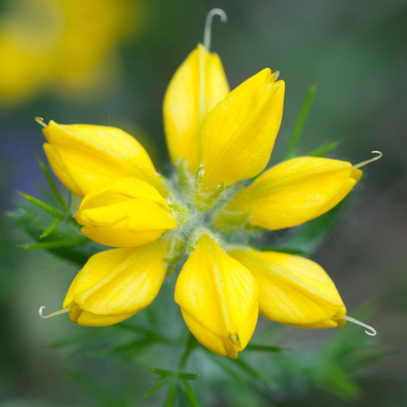 Genista hispanica (Floração)