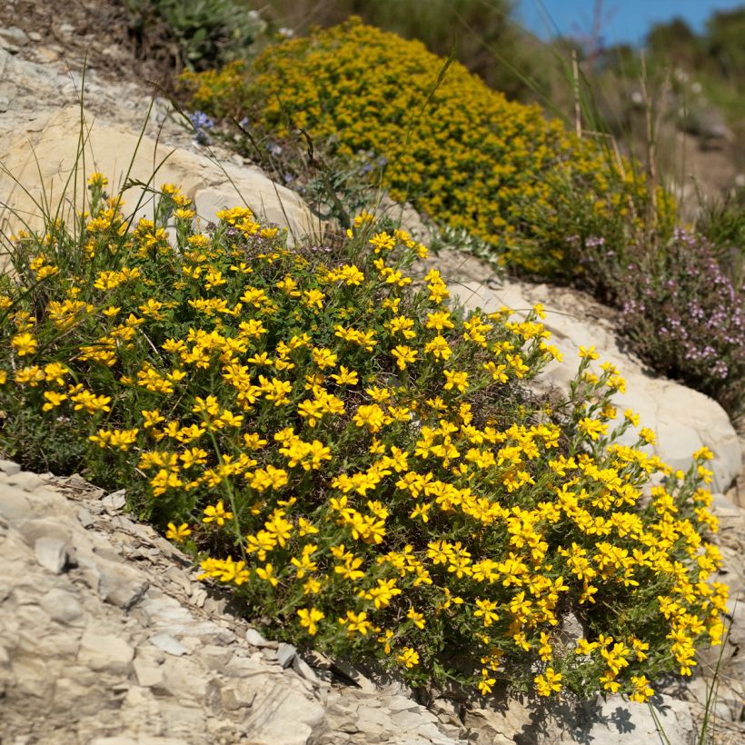 Genista hispanica (Hábito)