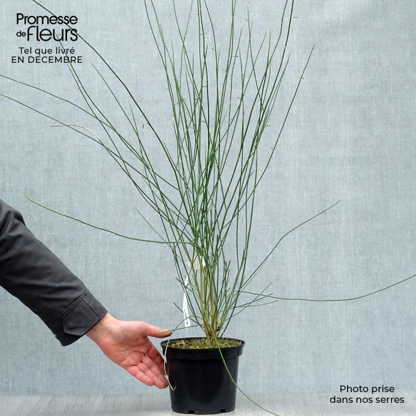 Amostra de Genêt d'Espagne - Spartium junceum Vaso de 2 L/3 L tal como entregue no inverno