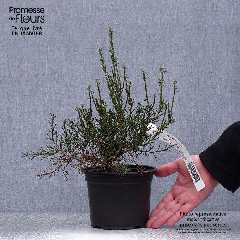 Amostra de Genista hispanica Vaso de 2 L/3 L tal como entregue no inverno