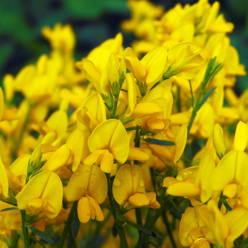 Genista lydia (Floração)