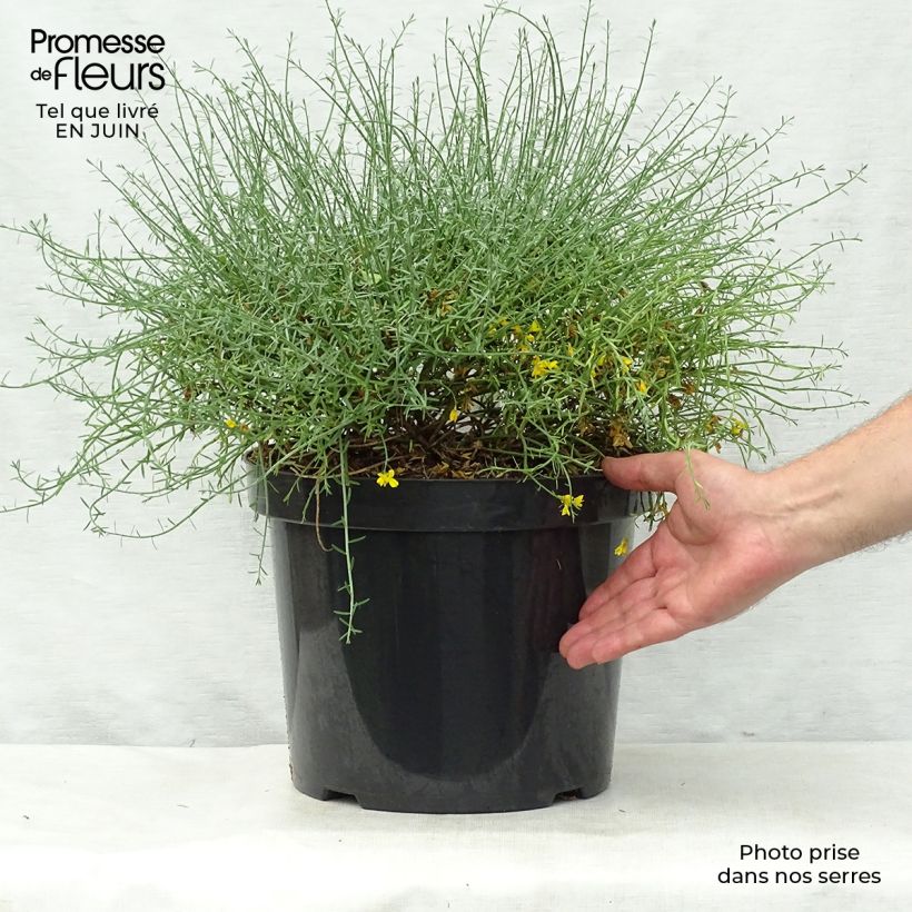 Amostra de Genista lydia Vaso de 7,5 L/10 L tal como entregue no verão